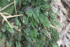 Hymenophyllum