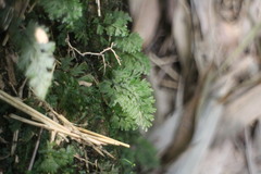 Hymenophyllum