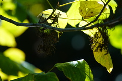 Eriophyes rhoinus