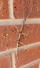 Megaphasma denticrus