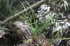 Cymbidium dayanum