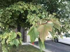 Magnoliopsida