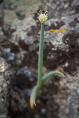 Allium altaicum
