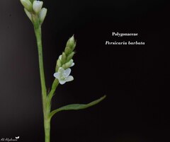 Persicaria barbata