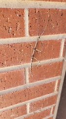 Megaphasma denticrus