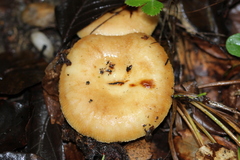 Russula ochroleuca