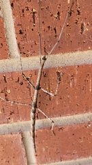 Megaphasma denticrus