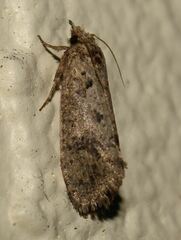Acrolophus walsinghami