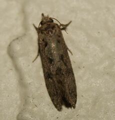Acrolophus walsinghami