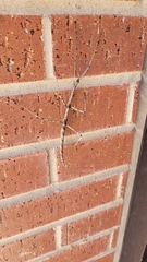 Megaphasma denticrus