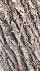 Megaphasma denticrus