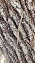 Megaphasma denticrus