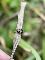 Ceratomegilla notata