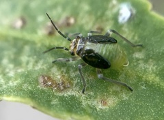 Aspidobothrys ruficeps