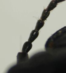 Pasimachus sublaevis