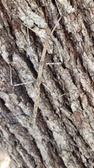 Megaphasma denticrus