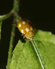 Calvia decemguttata