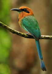 Electron platyrhynchum