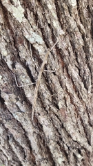 Megaphasma denticrus