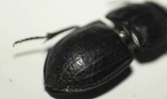 Pasimachus sublaevis