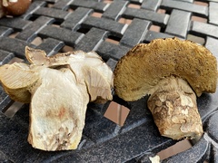 Leccinellum rugosiceps