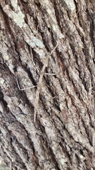 Megaphasma denticrus