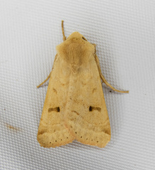 Dichagyris variabilis