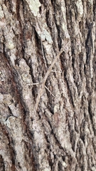 Megaphasma denticrus