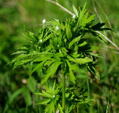 Anemone virginiana