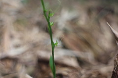 Peristylus monticola