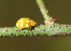 Calvia decemguttata