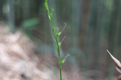 Peristylus monticola