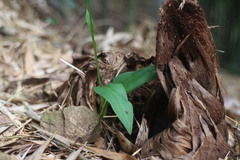 Peristylus monticola
