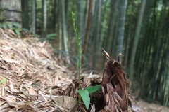 Peristylus monticola