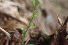 Peristylus monticola