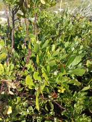 Osteospermum moniliferum