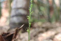 Peristylus monticola