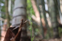 Peristylus monticola