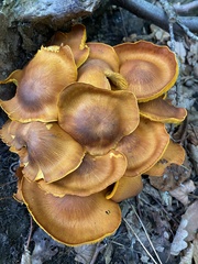 Omphalotus olearius