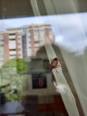Halyomorpha halys