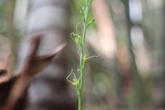 Peristylus monticola