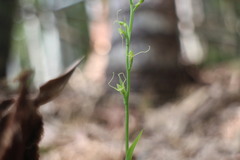 Peristylus monticola