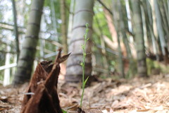 Peristylus monticola