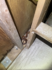 Pantherophis guttatus