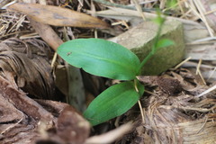 Peristylus monticola