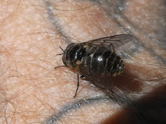 Scaptia auriflua