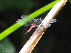 Protorthemis coronata