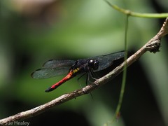 Protorthemis coronata