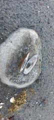 Unio elongatulus
