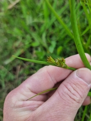 Juncus prismatocarpus